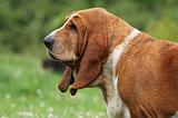BASSET HOUND 050